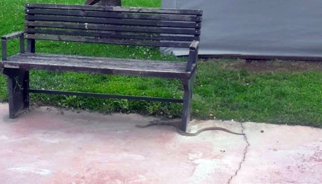 Yetkililer fileyle yakaladı, 3 hafta içinde çoğalacak! Adeta topraktan fışkırıyor, büyük patlama yaşanmasından korkuluyor 5